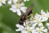 Cheilosia sp.
